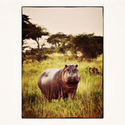 20x20 hippo