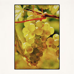 20x20 Ready for Wine