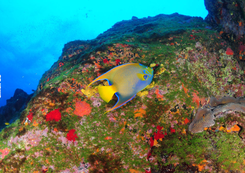Ciliares Fernando de Noronha