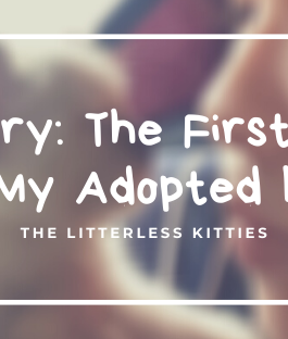 A Cat Story: The First 24 Hours With My Adopted Kitten