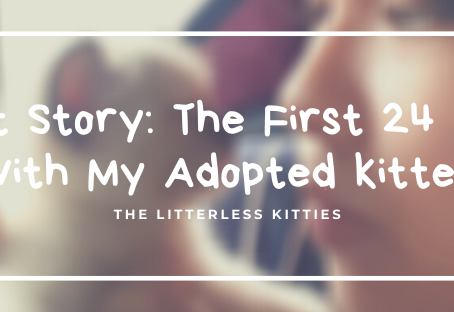A Cat Story: The First 24 Hours With My Adopted Kitten