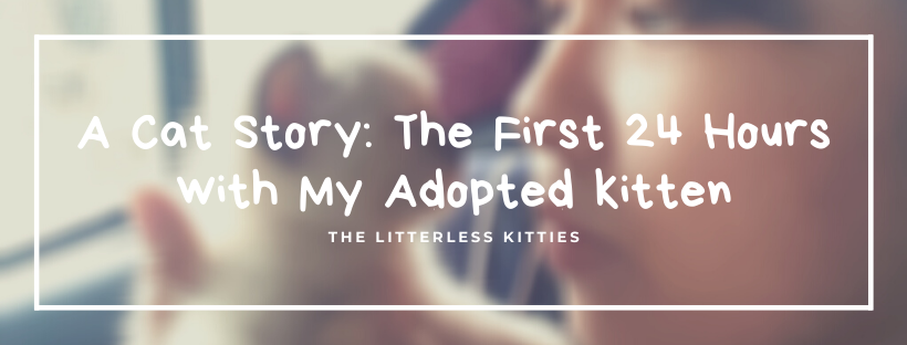 A Cat Story: The First 24 Hours With My Adopted Kitten