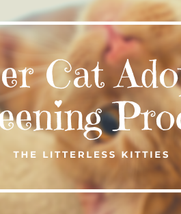 Proper Cat Adoption Screening Process