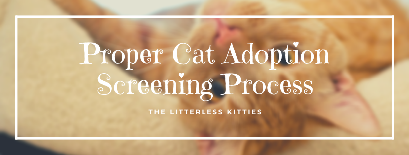 Proper Cat Adoption Screening Process