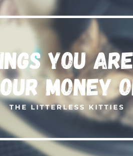 5 Cat Things You’re Wasting Money On