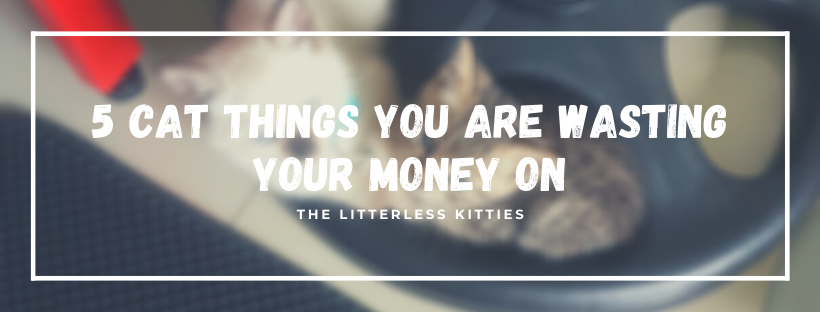 5 Cat Things You’re Wasting Money On