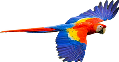 lapa.png