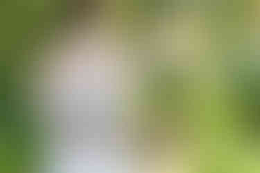 Hochzeitspaar-Fotoshooting