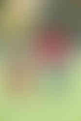 Familienfotoshooting_Winterthur