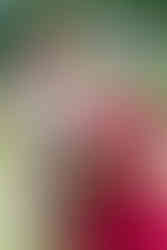 Hochzeitsfotografie-in-Winterthur