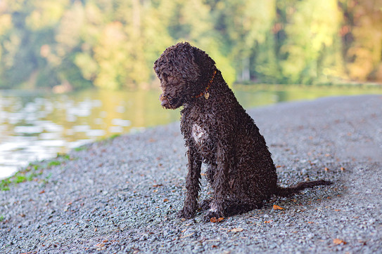 Hundefotografie_Winterthur