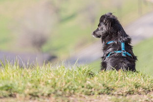 Hundefotografie_Winterthur