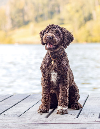 Hundefotografie_Winterthur