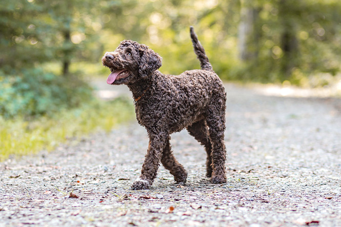 Hundefotografie_Winterthur