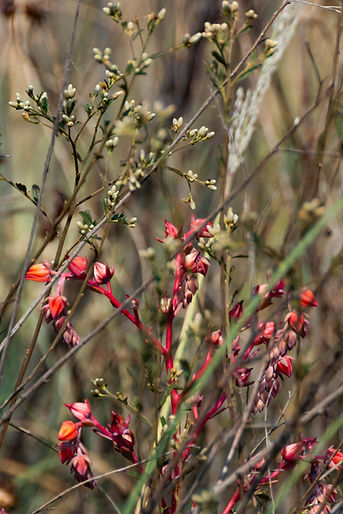 20221123 REPSA (1 of 1).jpg