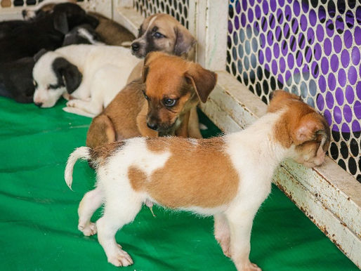 AME Animal promove primeira Feira de Adoção de 2023