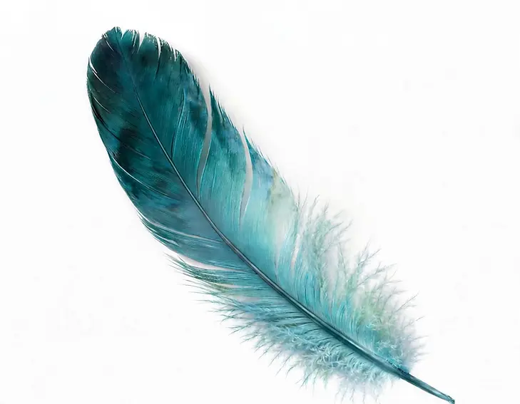 Holly Hudson Beauty feather only, no wording.webp