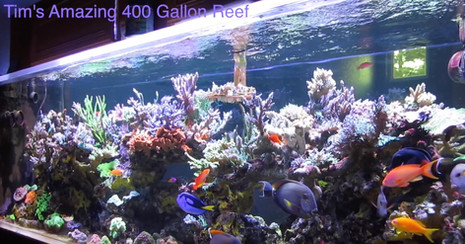 Tim's Amazing Journey with his Beautiful 400 Gallon Reef - AmericanReef Reef Keeping Video