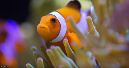 Coral Reef Aquarium Photography - How to Take Great Aquarium Photos - keeping a saltwater aquarium