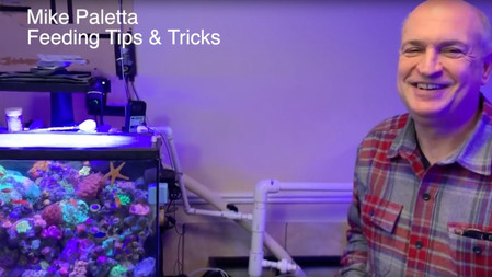 Mike Paletta - Feeding Tips and Tricks & Tank Updates - feeding fish that won't eat