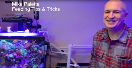 Mike Paletta - Feeding Tips and Tricks & Tank Updates - feeding fish that won't eat