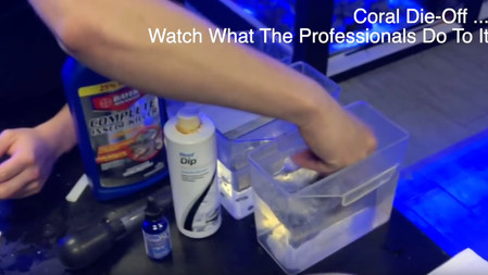 How to Stop Coral Die Off - Keeping your saltwater reef tank pest free