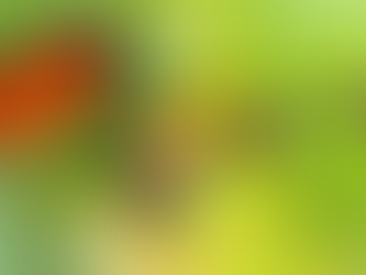 Caterpillar to butterfly evolution