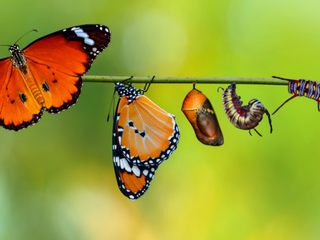 Caterpillar to butterfly evolution