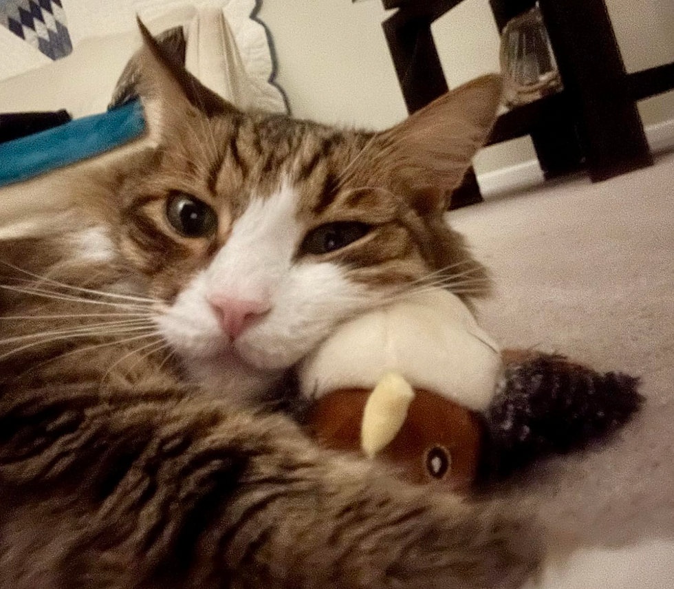 Reviews | cat toy | pet shop online | premium pet toys & products