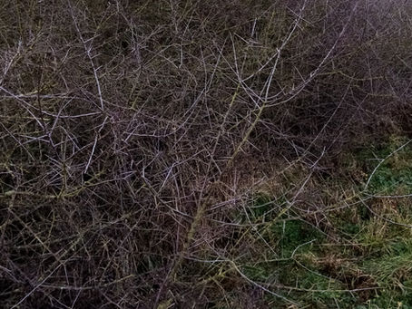 All looking very wintery