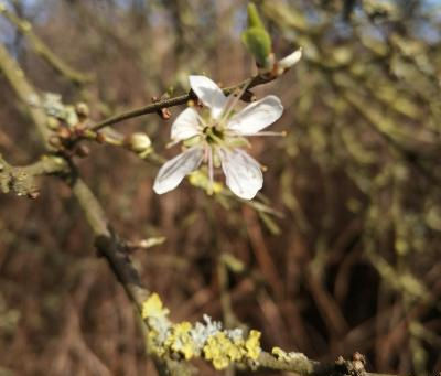 THE SLOES HAVE STARTED TO BLOSSOM.
