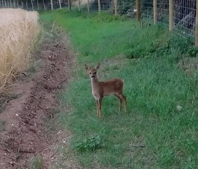 We get to see some amazing sites on our travels looking for sloeberries.