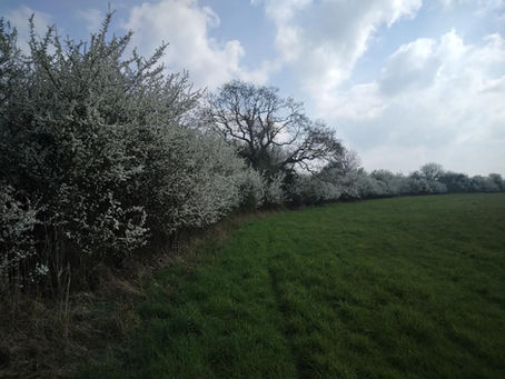 An amazing run of blackthorn