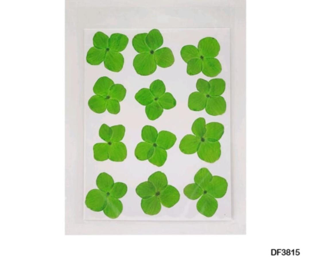 Green Hydrangea Dry Flower Sheet (12 pcs) [DF38-15]