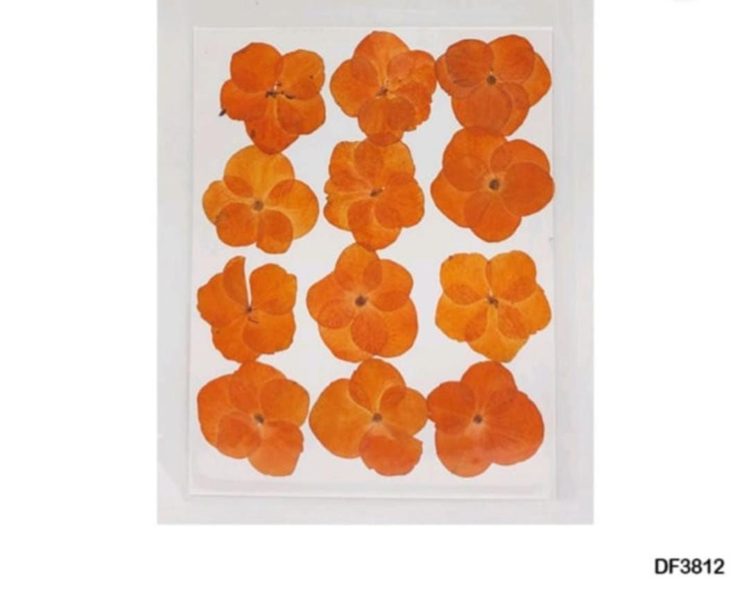 Orange Hydrangea Dry Flower Sheet (12 pcs) [DF38-12]
