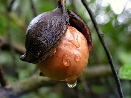 Macmandu