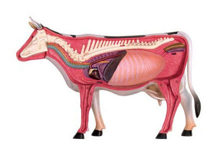 縮圖：4D Puzzle - Cow Anatomy Model