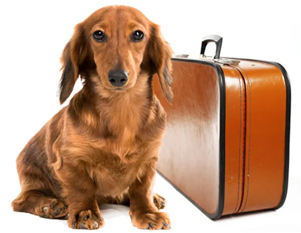 dog-suitcase-1.webp