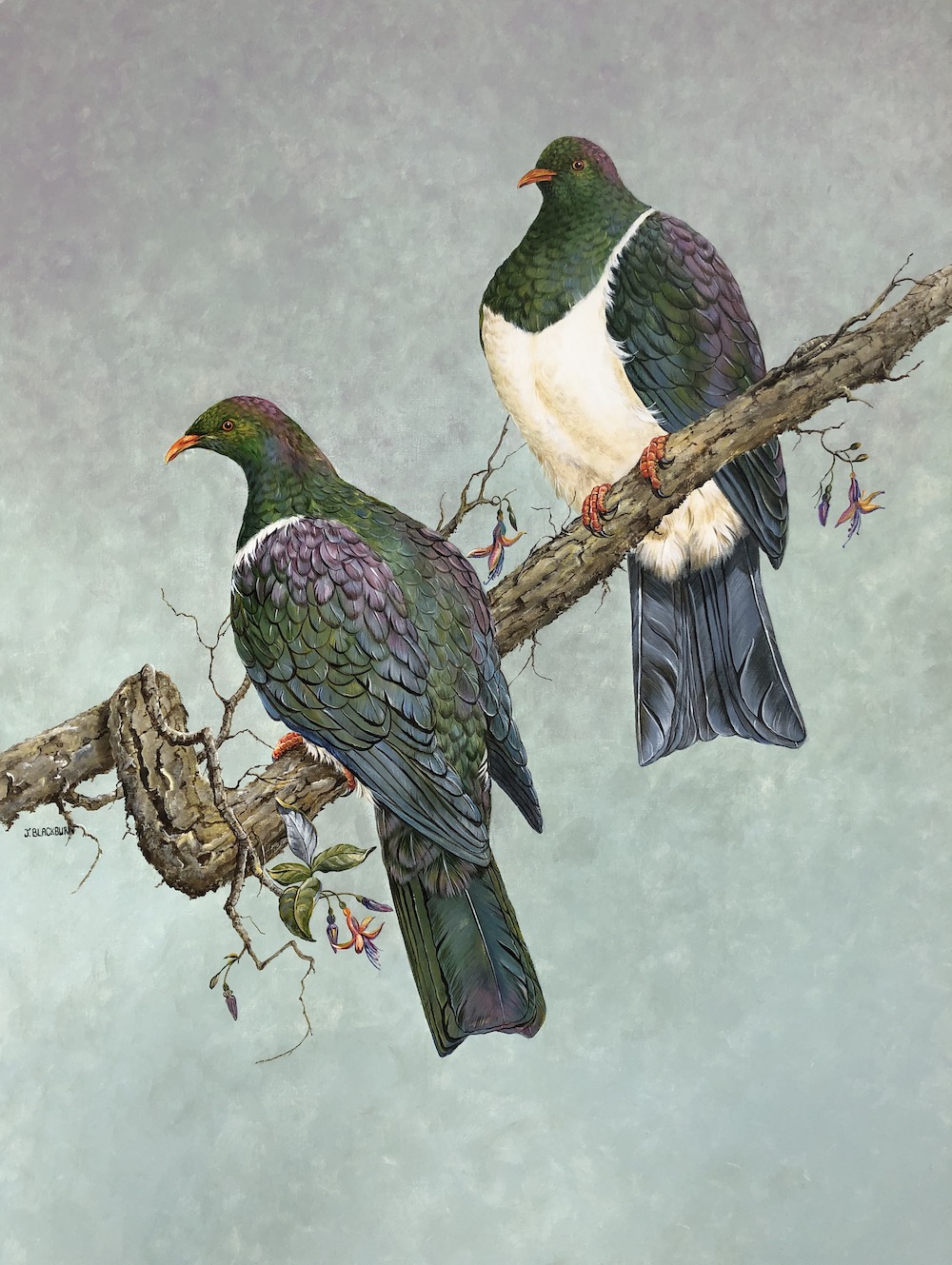 New Zealand Pigeons