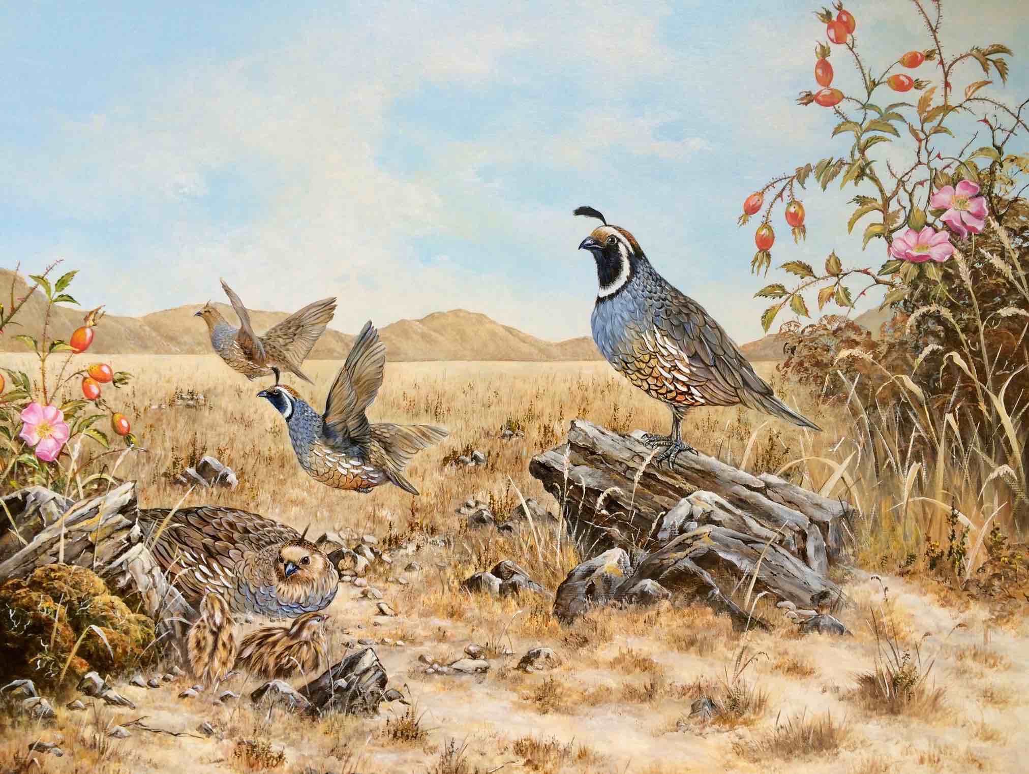 Californian Quail