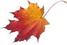 images (7).jpeg