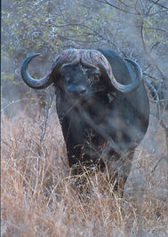 Buf 26.jpg