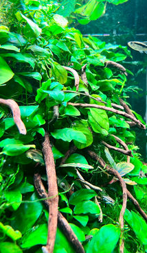 image00004.jpeg