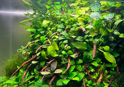 image00002.jpeg