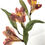 Thumbnail: Peruvian Lilies