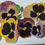 Thumbnail: Pansies 5x7