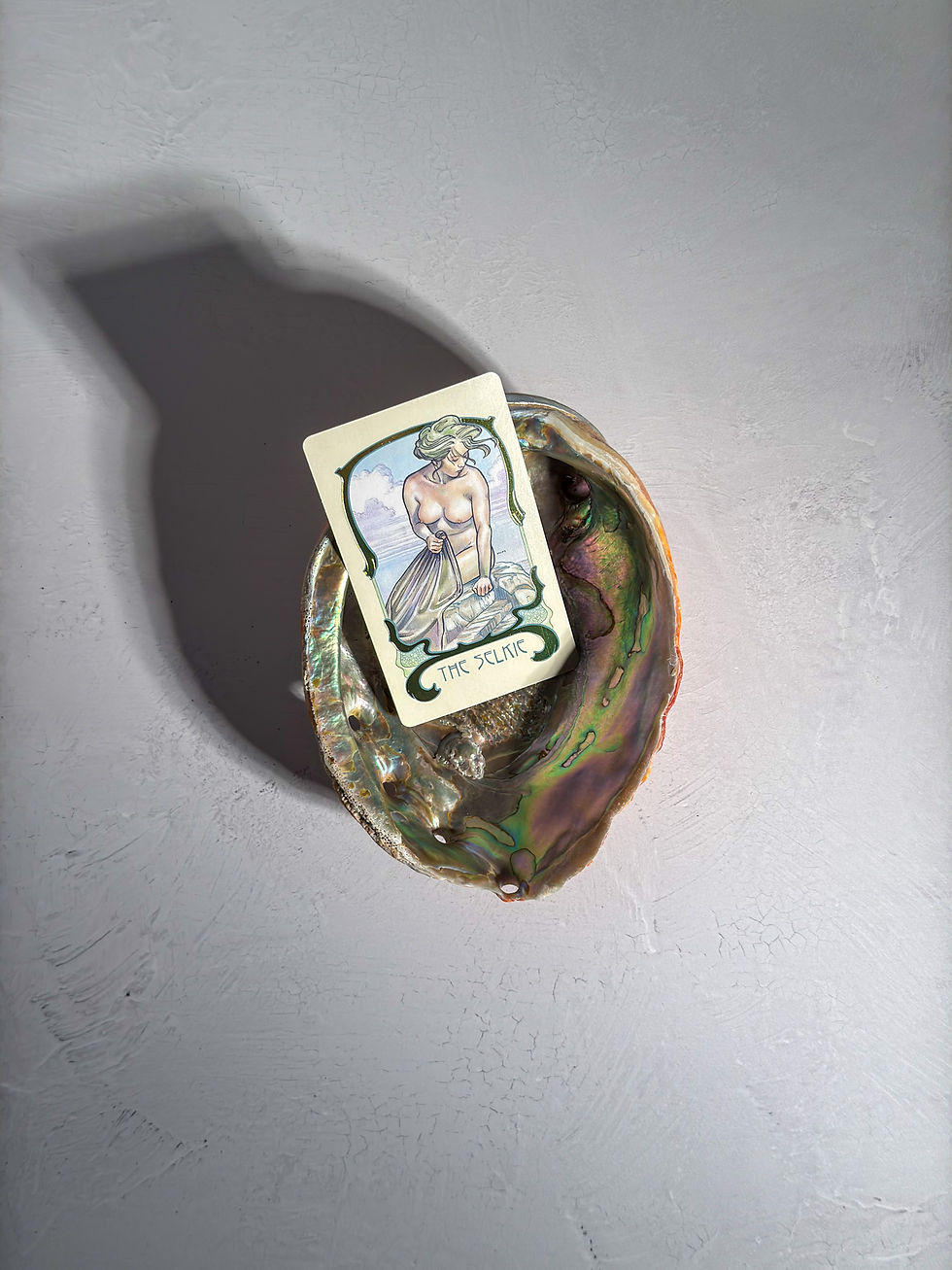 Thumbnail: Pink Abalone Shell 7.5" #12 - Extinct Bird