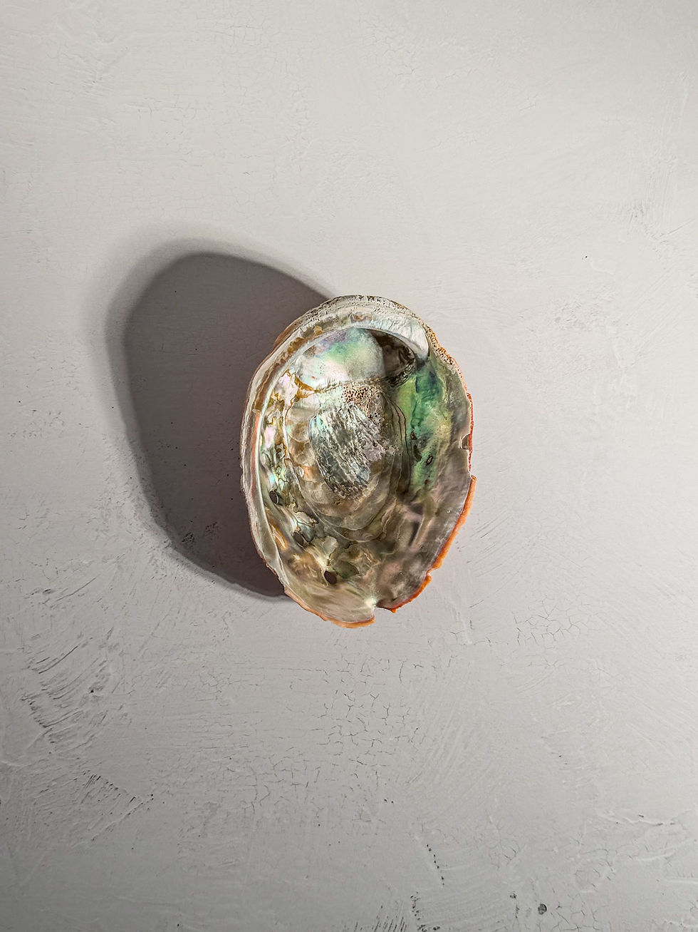 Thumbnail: Pink Abalone Shell 7" #1 - Smooth Scales