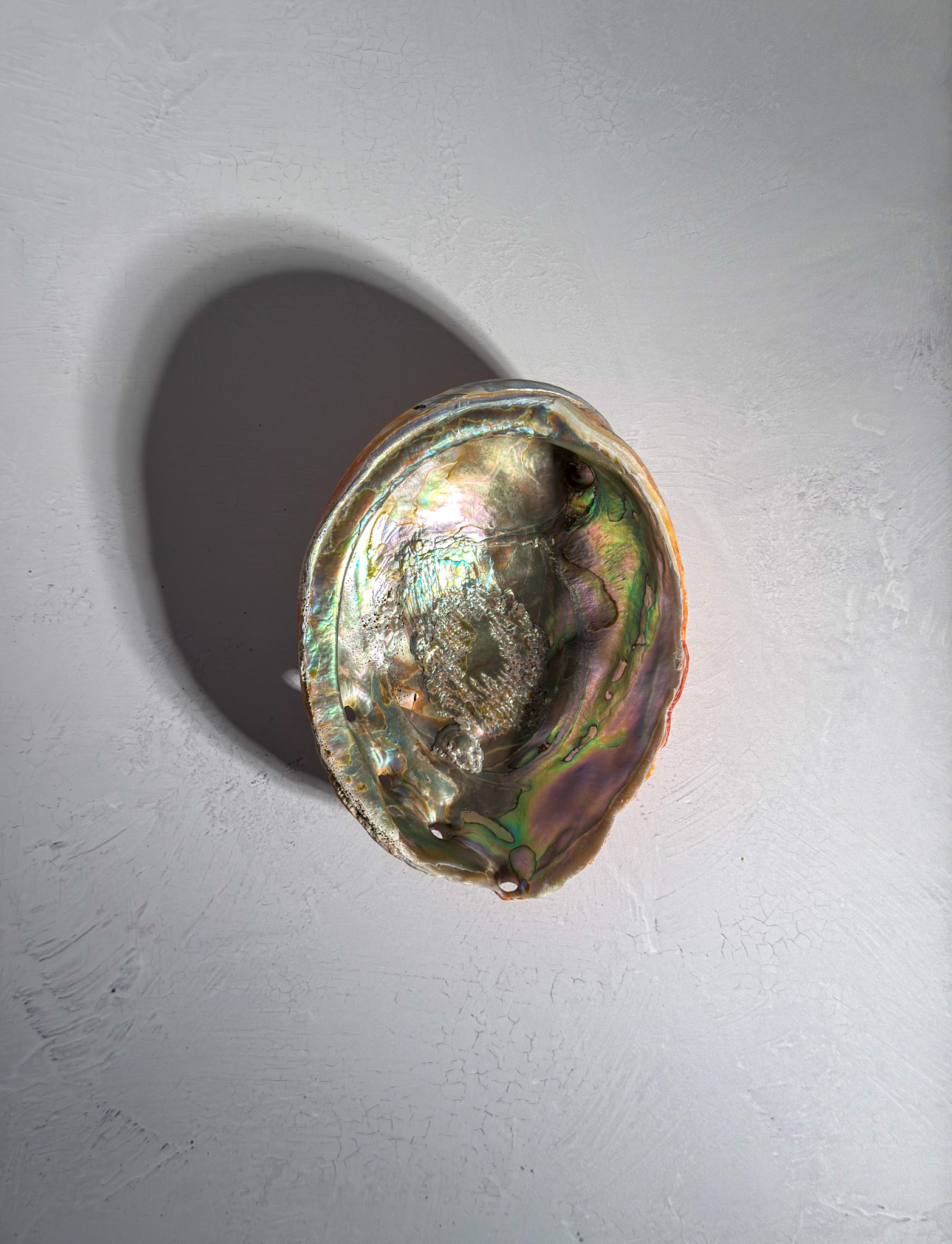 Pink Abalone Shell 7.5" #12 - Extinct Bird