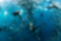 _DSC9295-2-Enhanced-NR copy.jpg